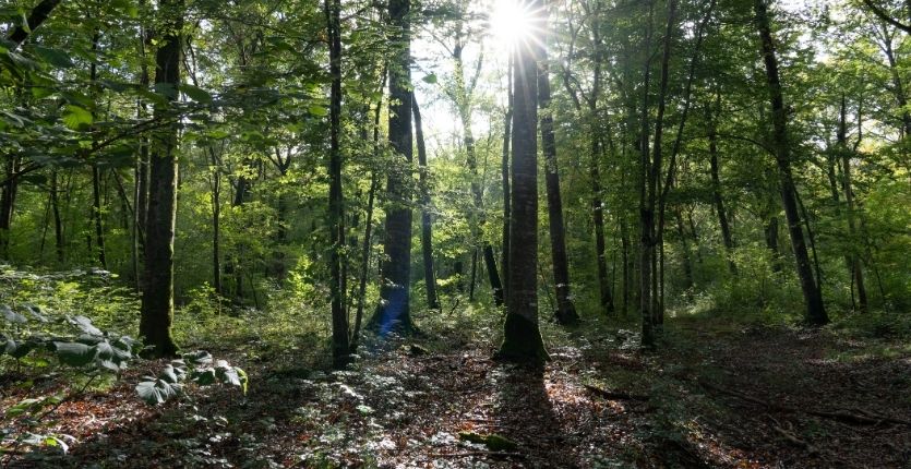 parc national des forêt haute marne