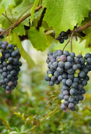 tourisme grand est frhpa