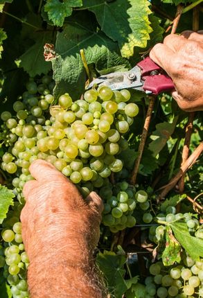 vendange dans la marne